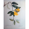 Zelinda Jordao - Ilustracao botanica original,tamanho natural aquarela 