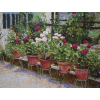 Raquel Taraborelli, Vasos de Flores - Óleo sobre Tela - Med. 60 x 80 cm
