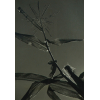 <p>Barbara Mors - Zea Mays - I - c. 1954 - Gelatina e prata sobre papel - 39 x 26 cm.</p>