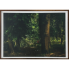 <p>ALBANO AFONSO, Floresta - fotografia - 55x80 cm - Ass. Inf. Dir.</p>