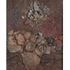 KRAJCBERG, Frans - Sem titulo - Pedras com pigmentos naturais de Itabirito - 53 x 42 cm - assinado no verso déc. 60 - acompanha certificado emitido por Márcia Barrozo do Amaral, representante da obra do artista